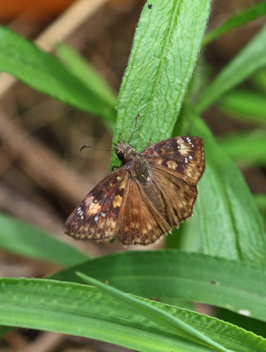 Zarucco Duskywing female